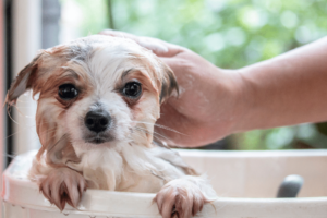 Dog Rooms Are A Doggone Good Idea