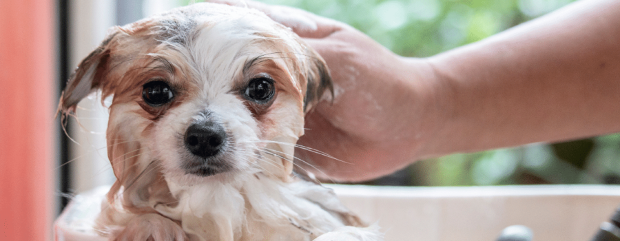 Dog Rooms Are A Doggone Good Idea